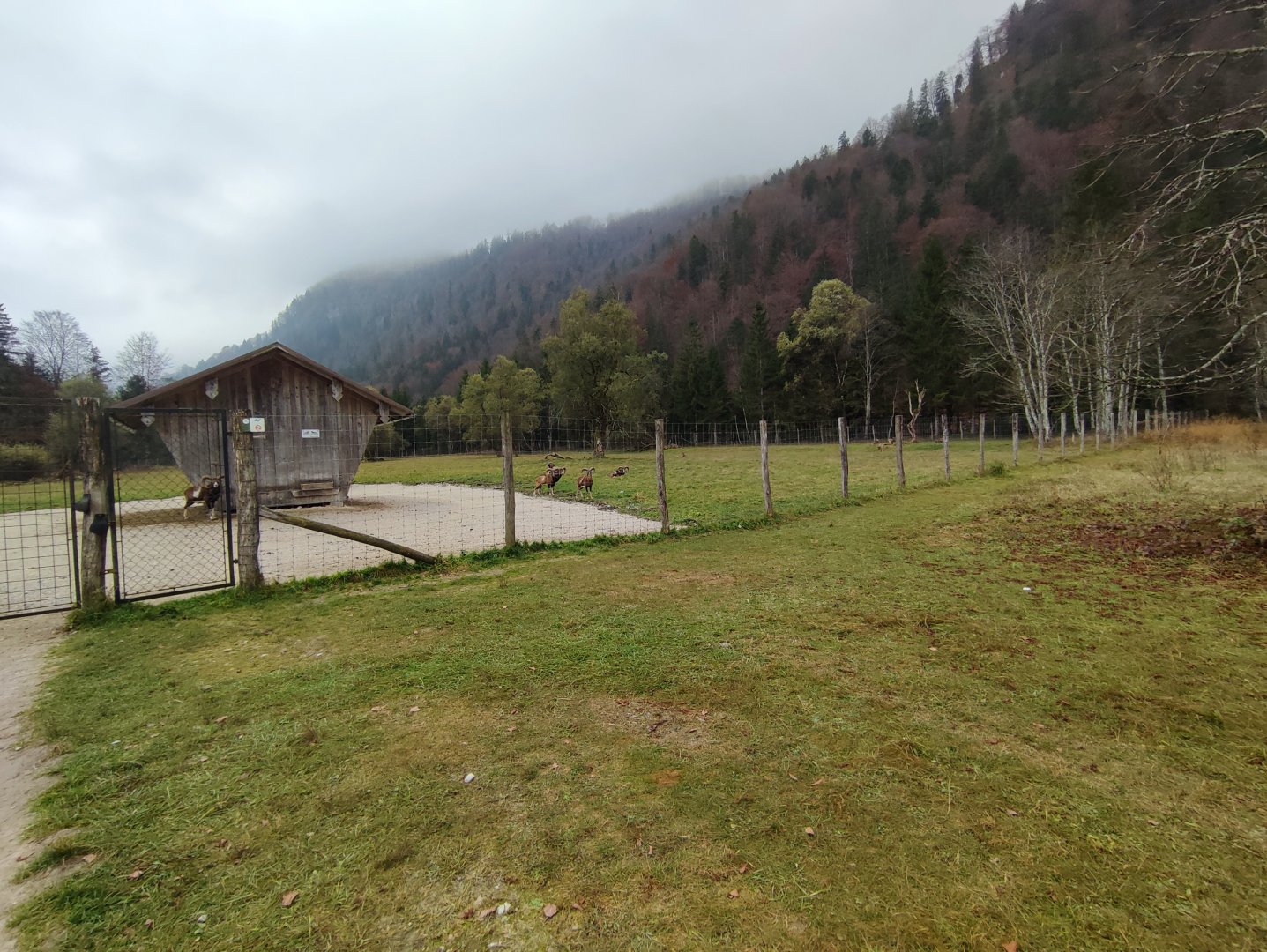 European mouflon enclosure 1 - Wildpark Grünau/Cumberland