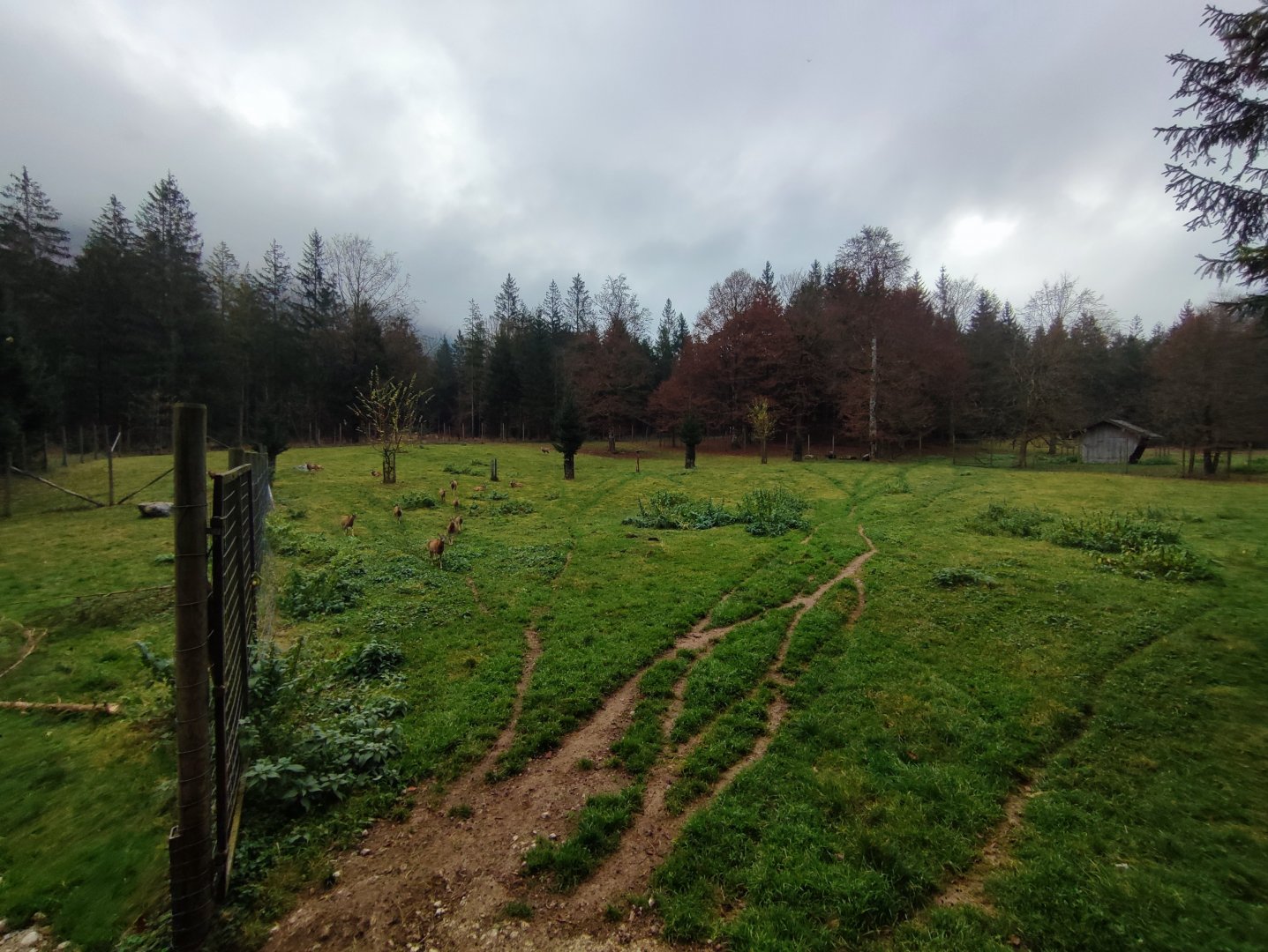 European mouflon enclosure 2 - Wildpark Grünau/Cumberland
