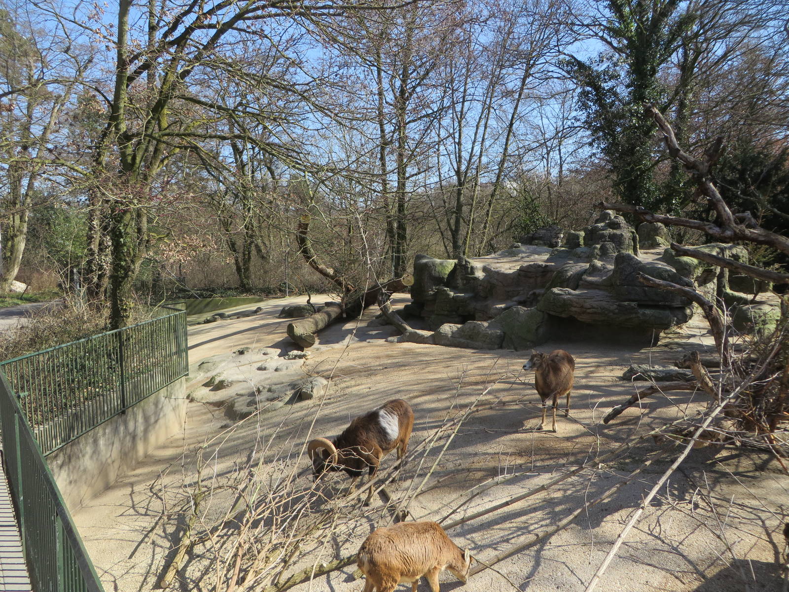 European mouflon enclosure