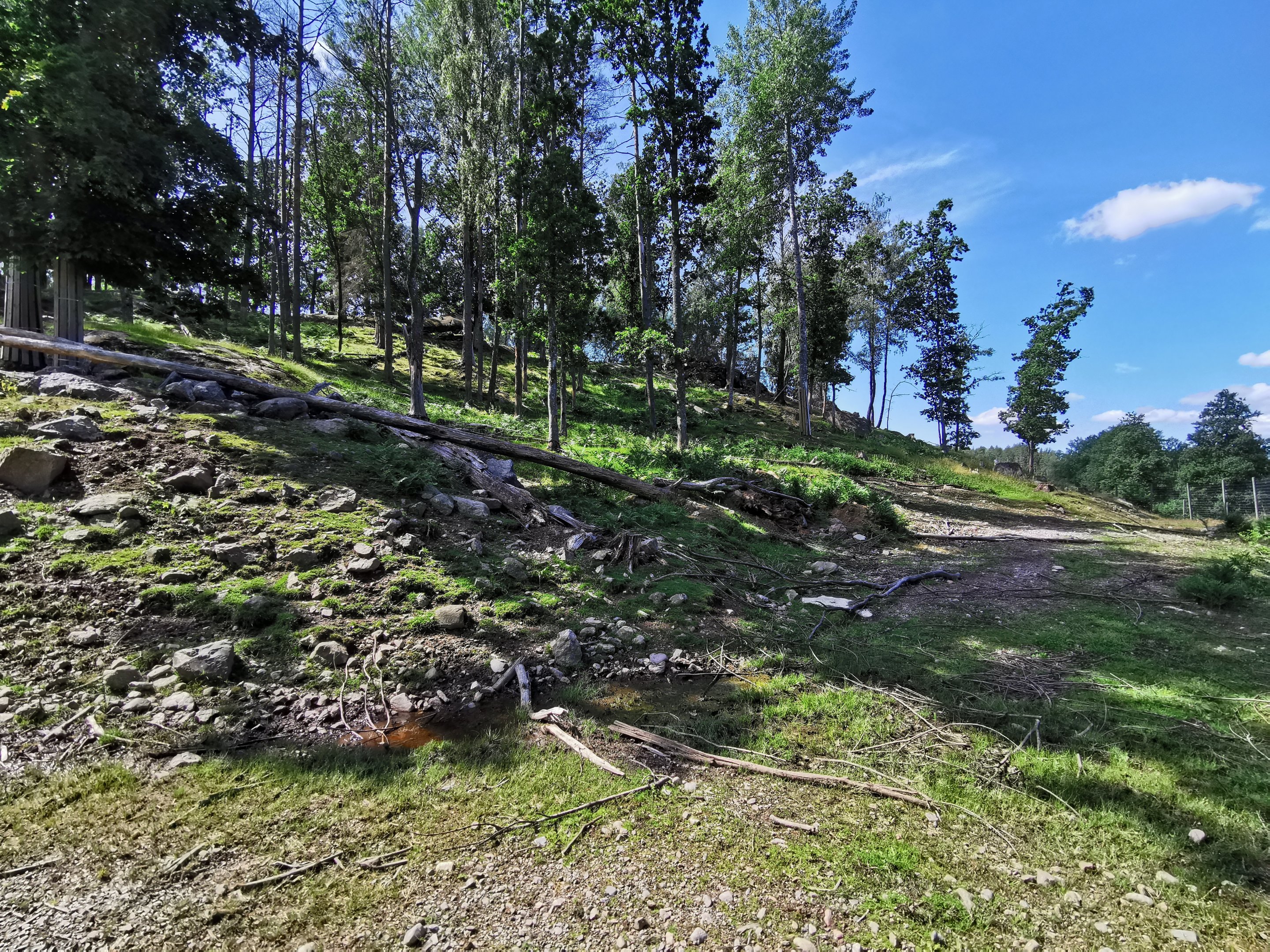 European mouflon enclosure