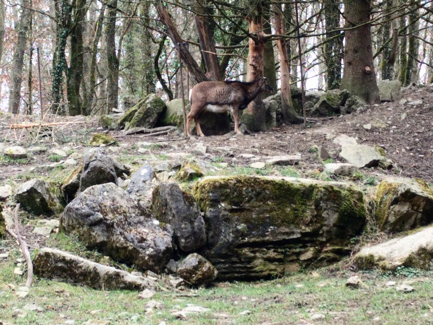 European Mouflon Enclosure