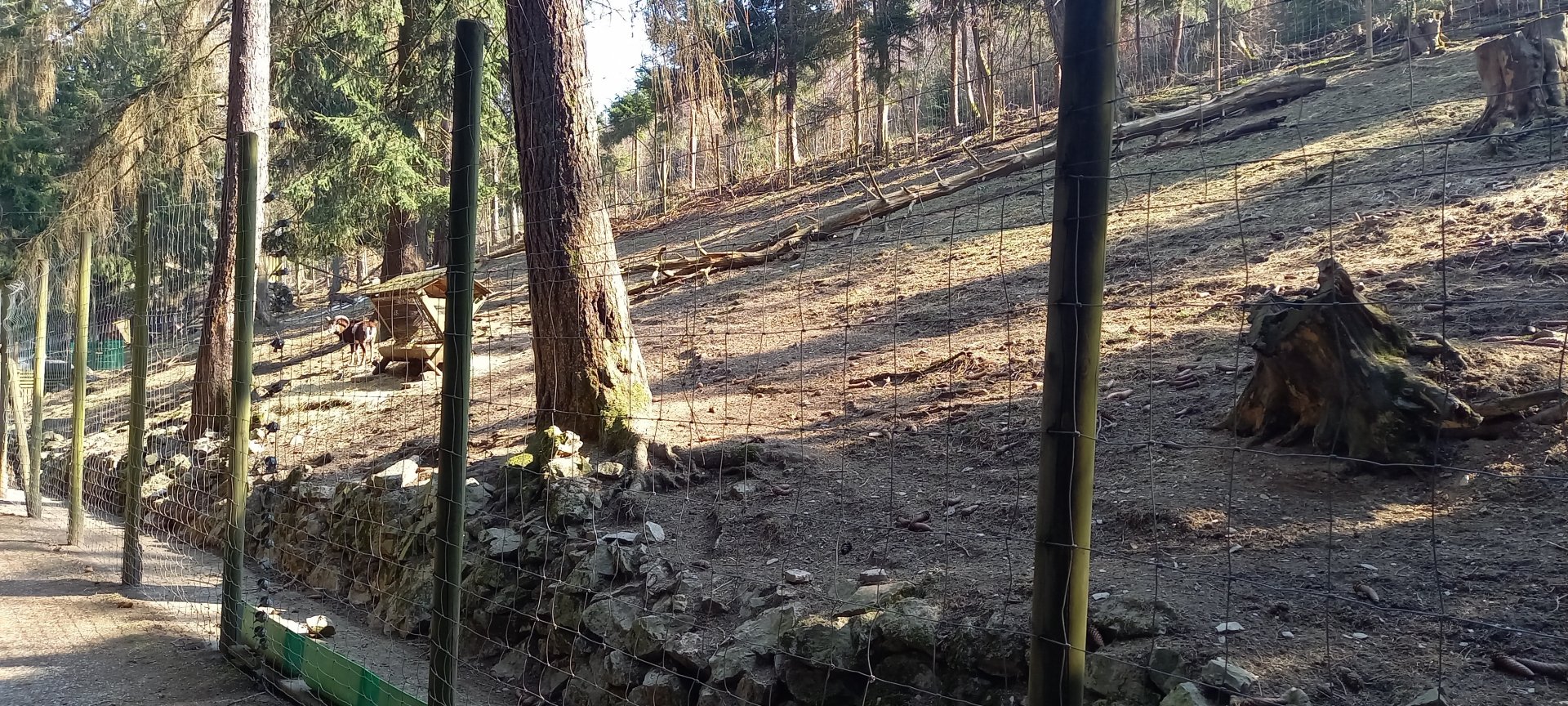 European mouflon enclosure