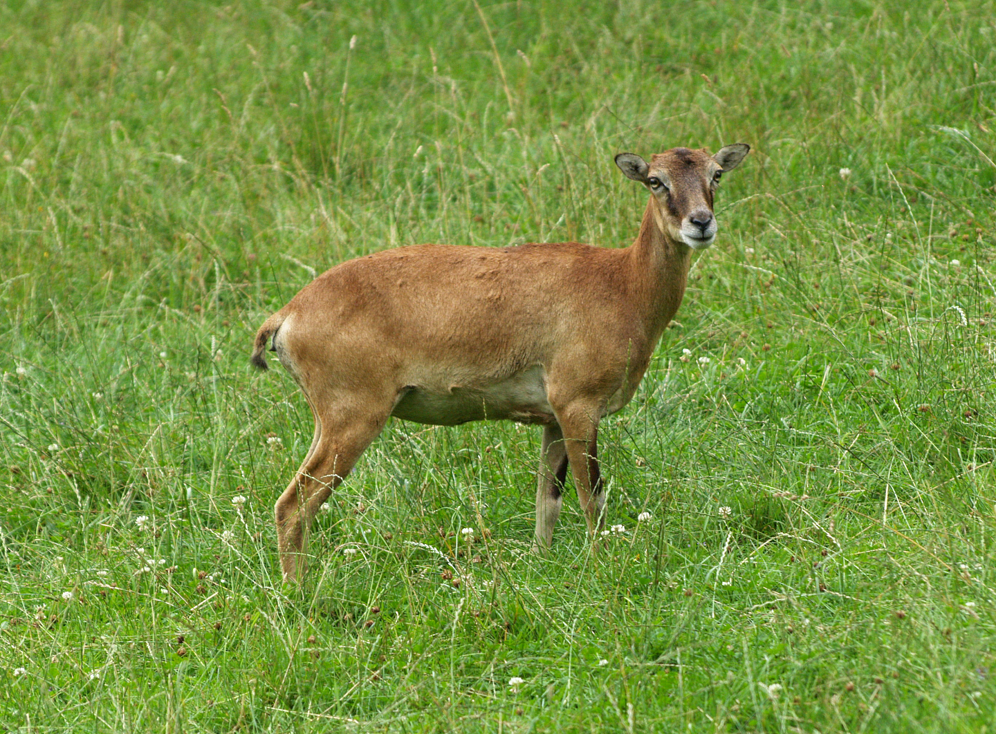 European mouflon ewe (Ovis orientalis musimon), 2008-08-02