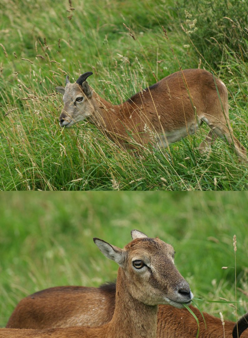 European mouflon ewe (Ovis orientalis musimon), 2008-08-02