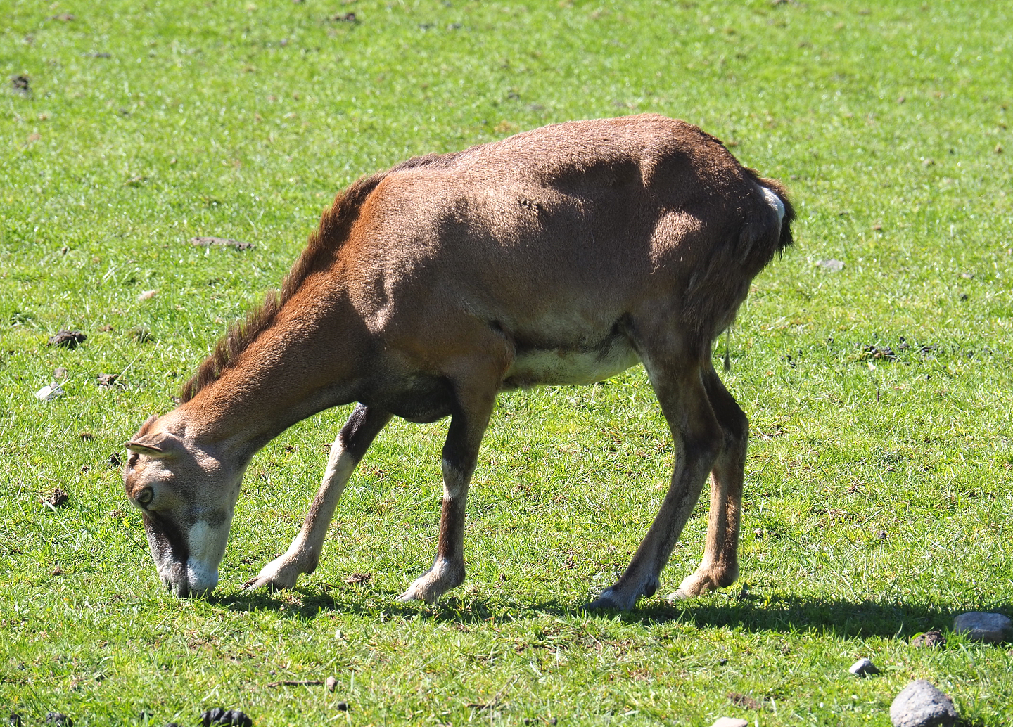 European mouflon ewe (Ovis orientalis musimon), 2021-05-29