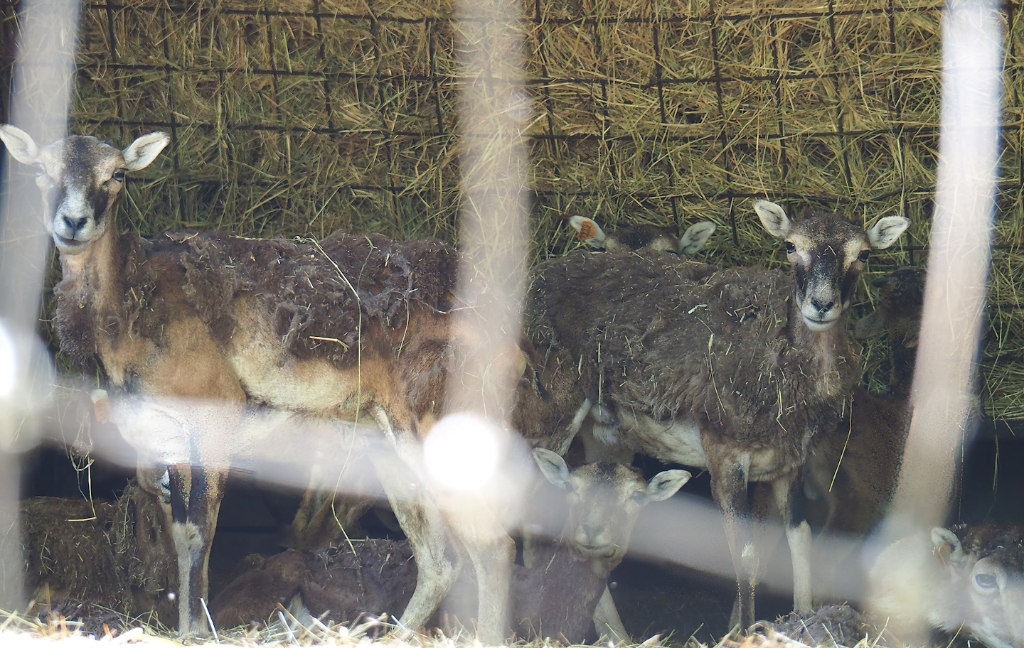 European mouflon ewes (Ovis aries musimon),  2023-06-24