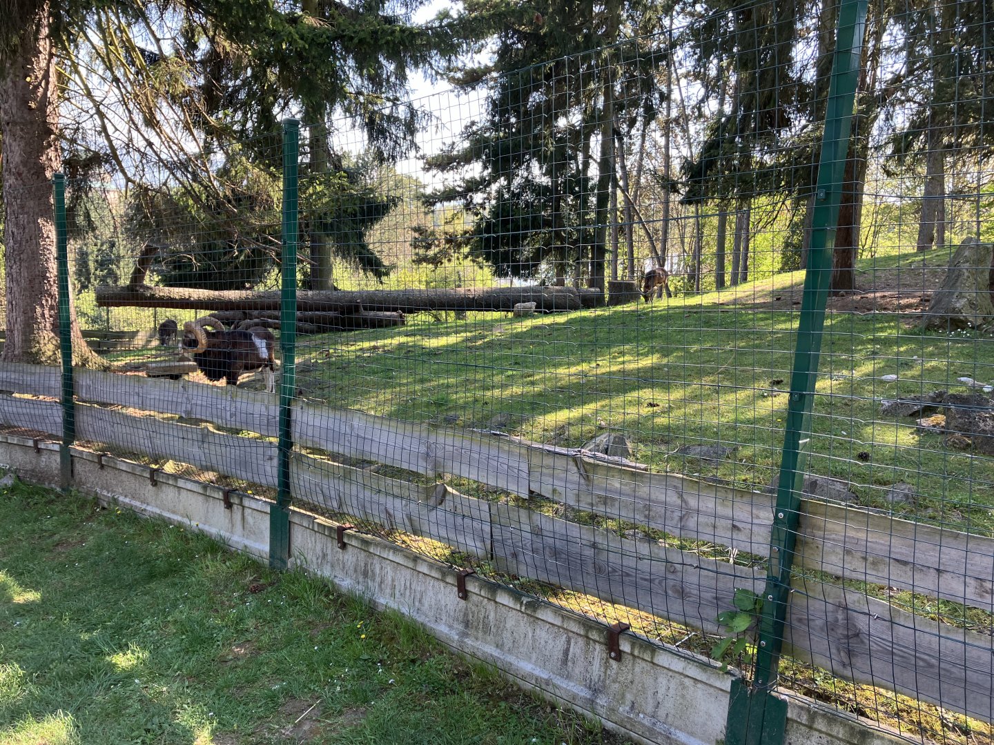 European mouflon exhibit-09/2023