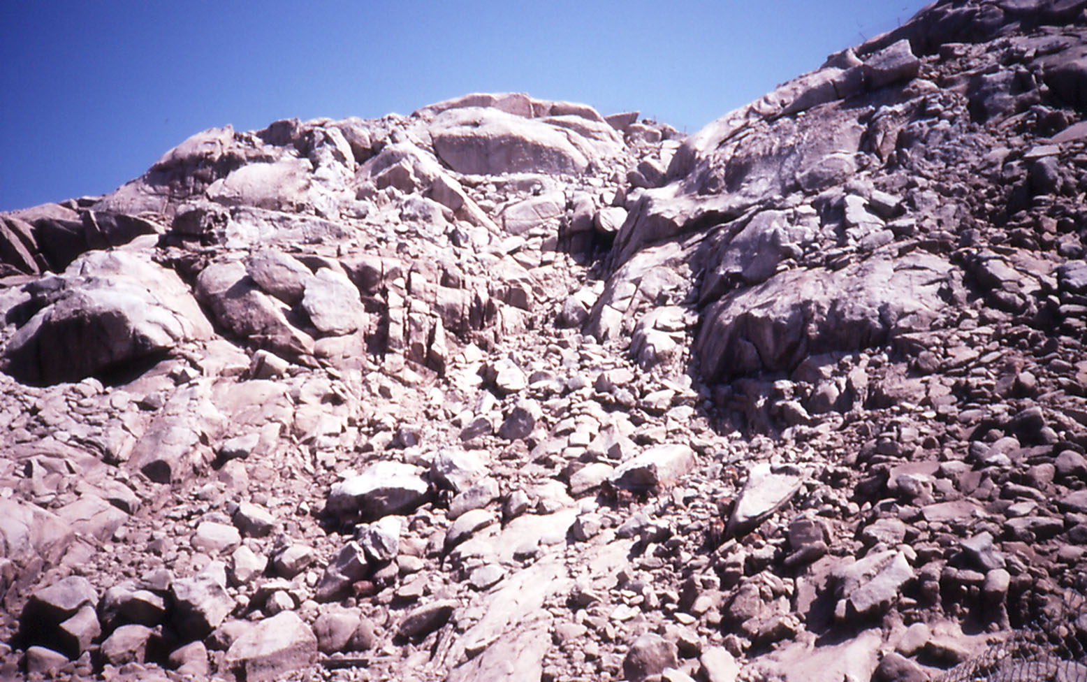 European Mouflon exhibit - 1992
