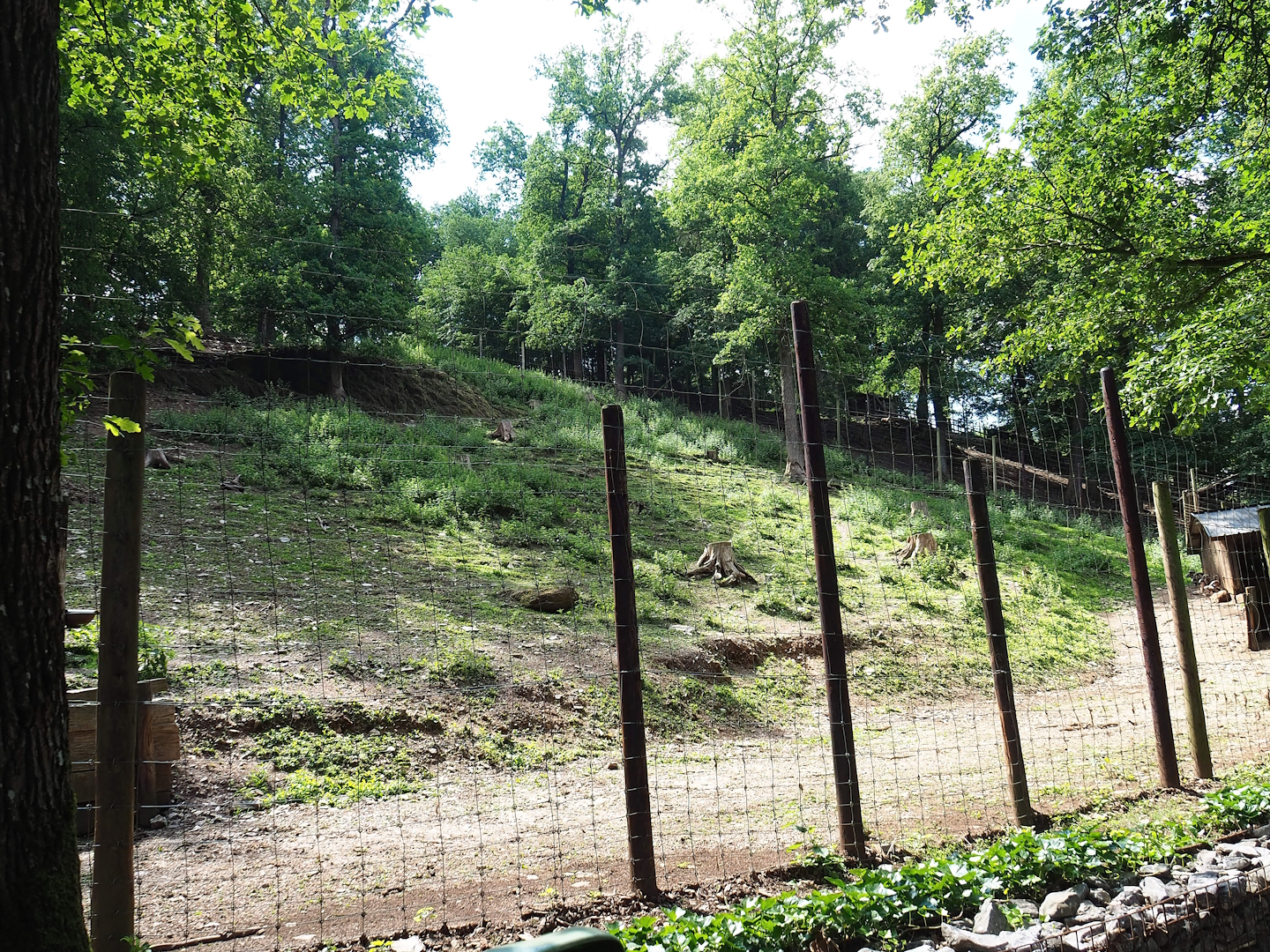 European mouflon exhibit, 2023-06-24