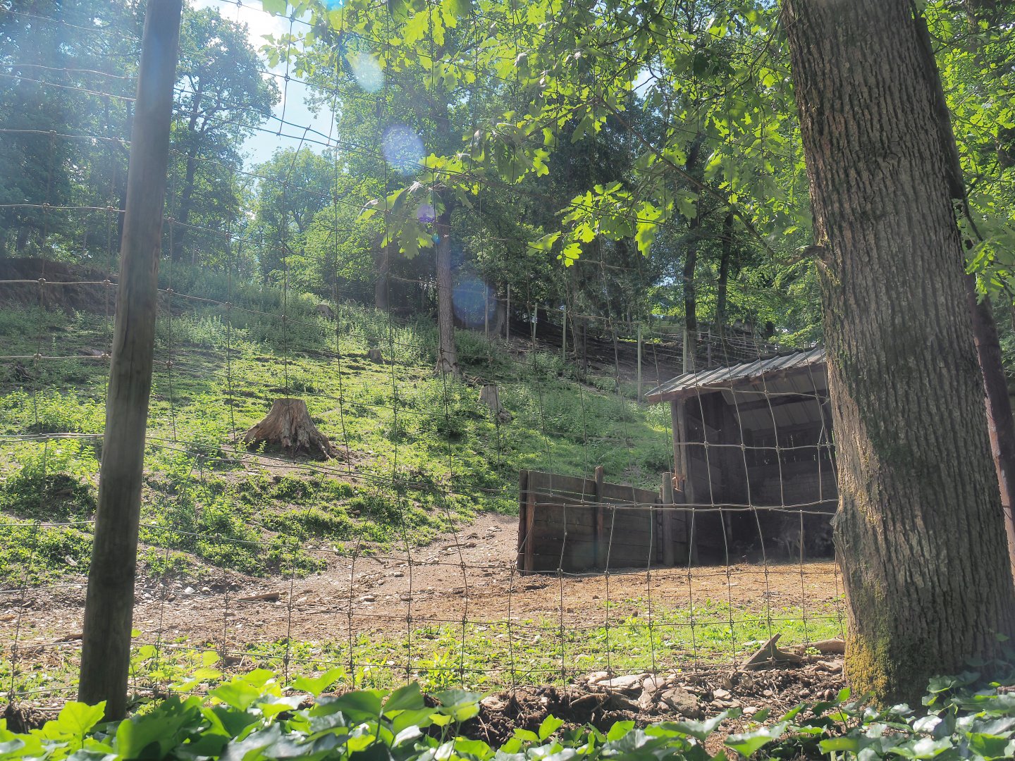 European mouflon exhibit, 2023-06-24