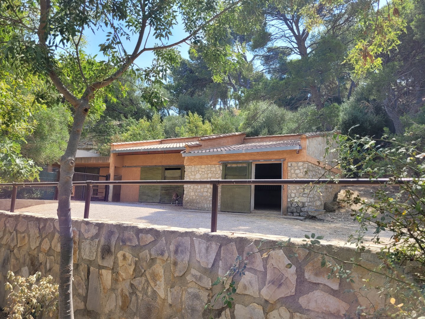 European mouflon exhibit -Réserve Africaine de Sigean (2022)