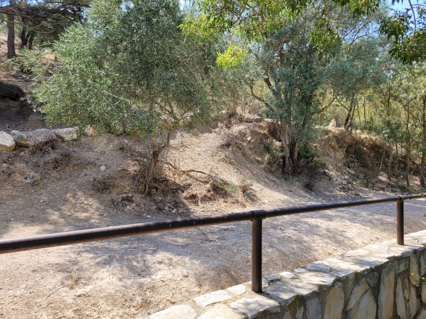 European mouflon exhibit -Réserve Africaine de Sigean (2022)