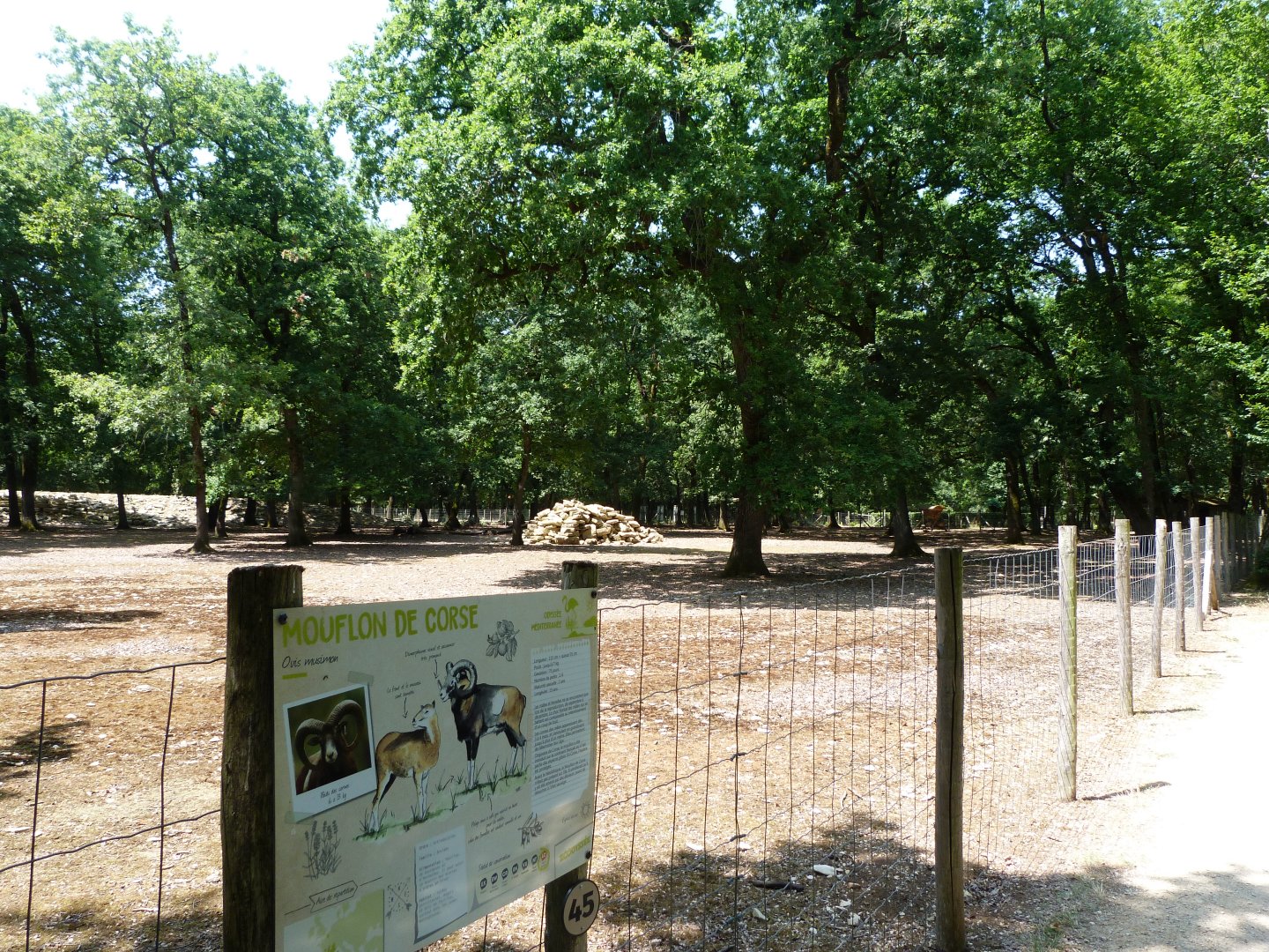 European mouflon exhibit -Zoodyssée (2025)