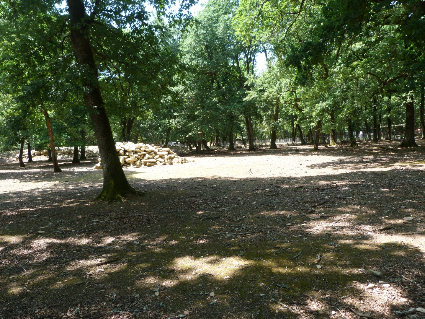 European mouflon exhibit -Zoodyssée (2025)