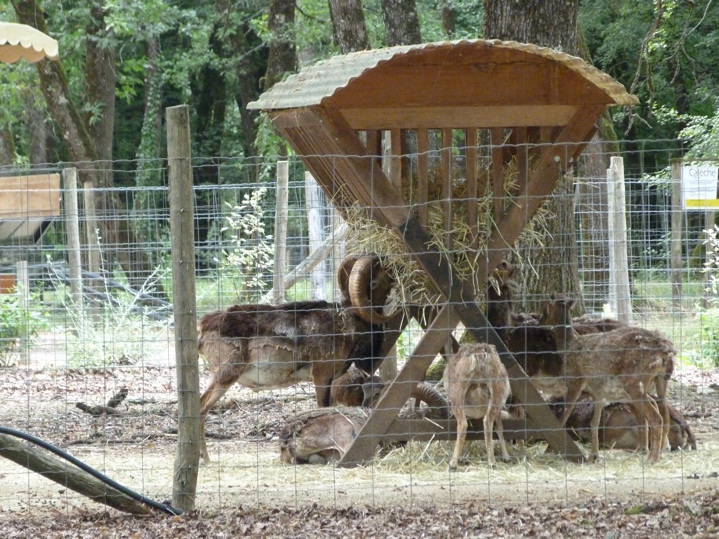 European mouflon feeder -Zoodyssée (2025)