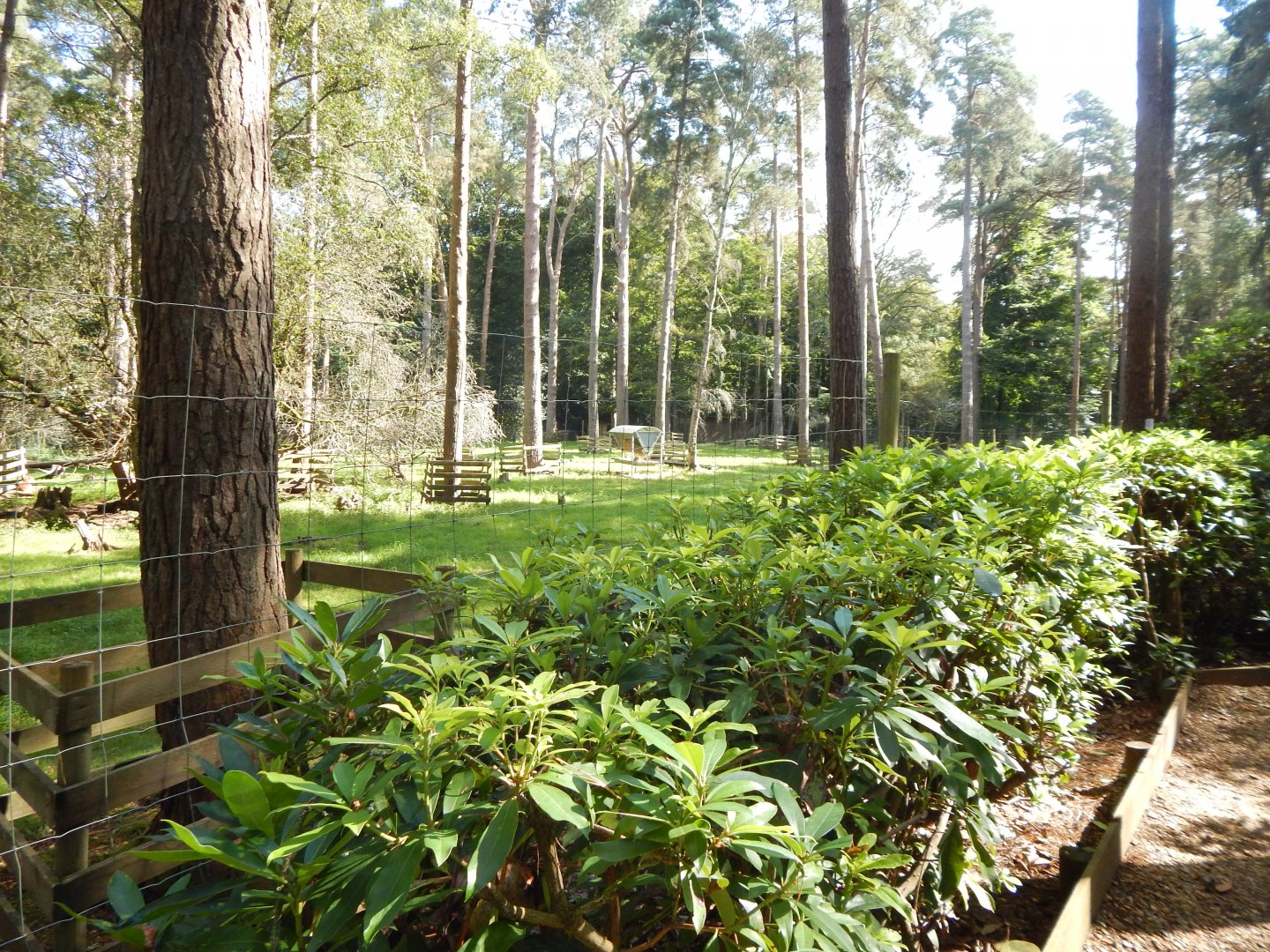 European mouflon habitat 130924