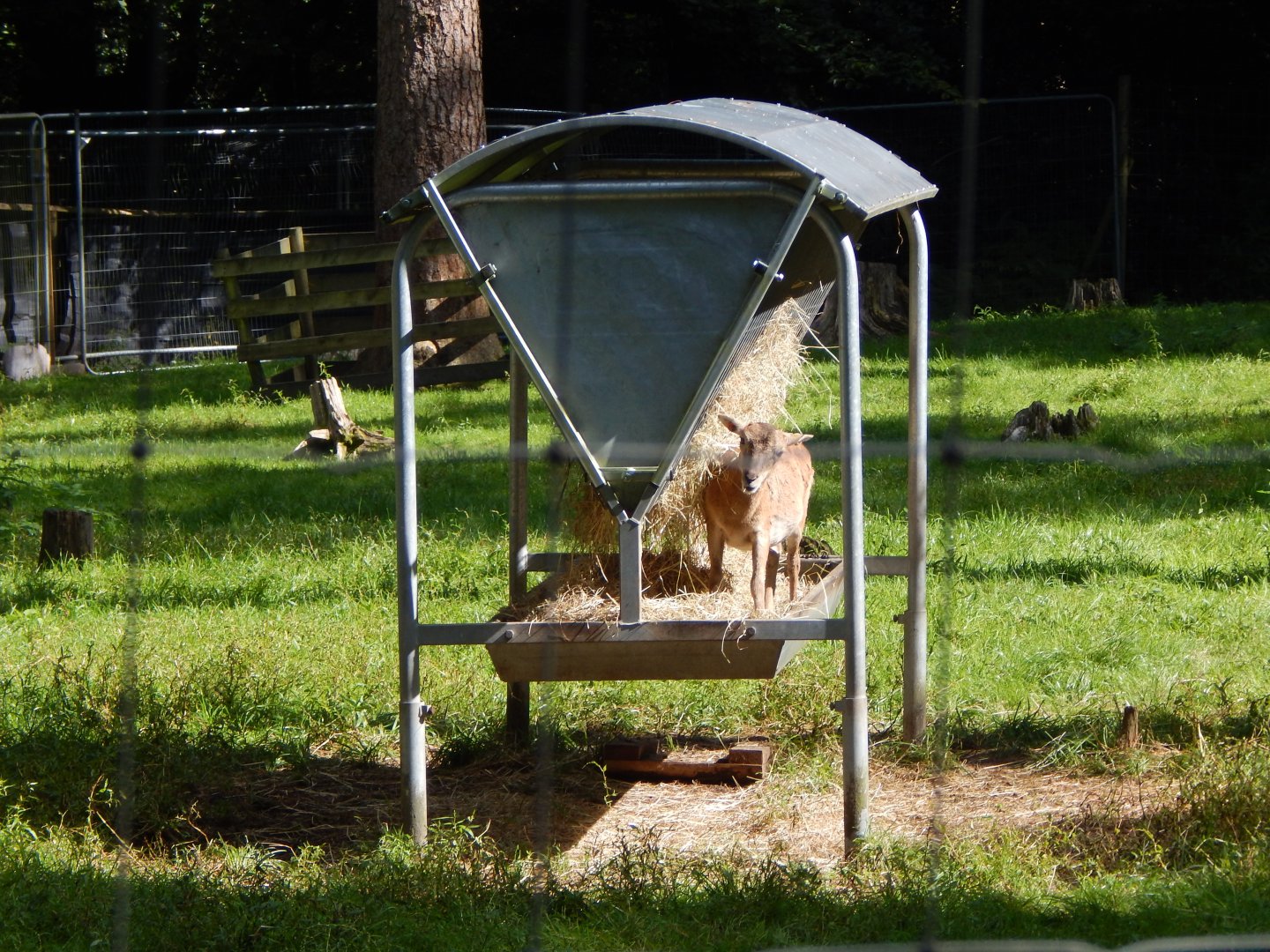 European mouflon habitat 130924