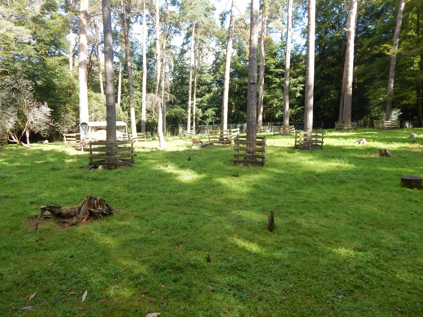 European mouflon habitat 130924