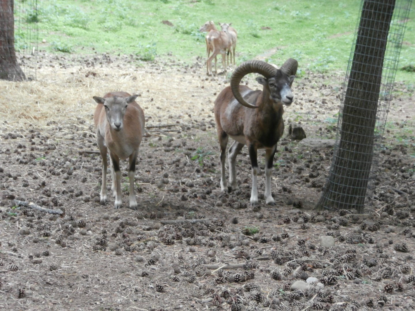 European mouflon- Lacuniacha