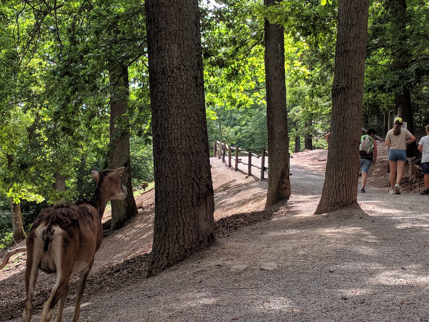European Mouflon looking after Guests