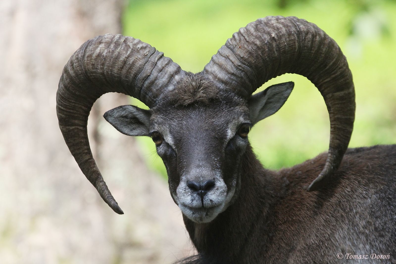European Mouflon - male portrait