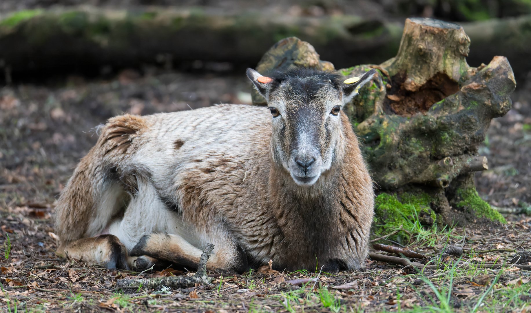European Mouflon, New Forest Wildlife Park, UK