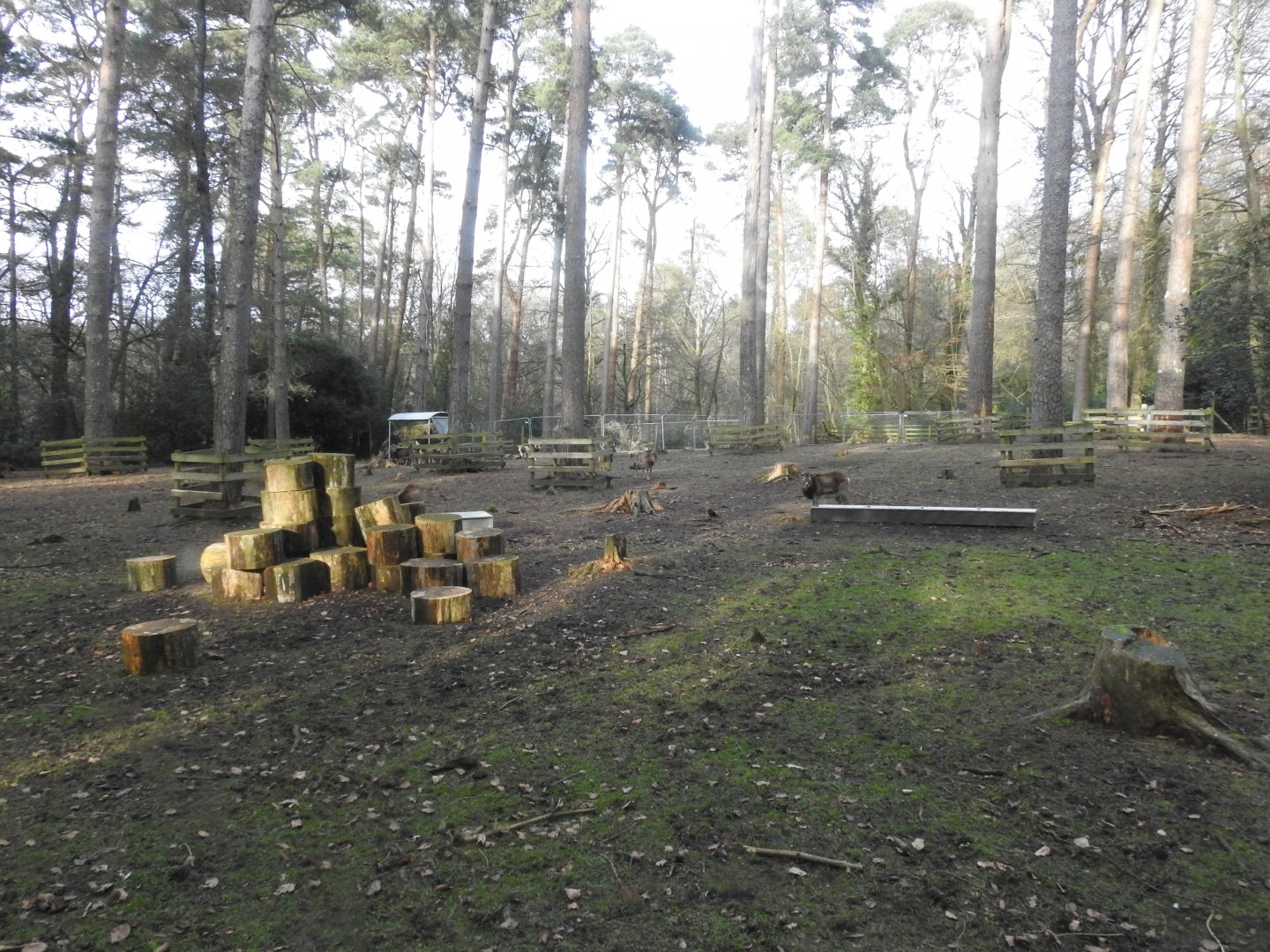 European Mouflon (Ovis aries musimon) Enclosure