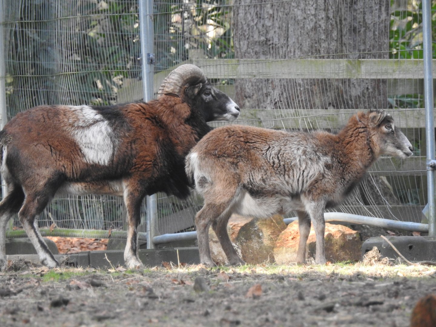 European Mouflon (Ovis aries musimon)