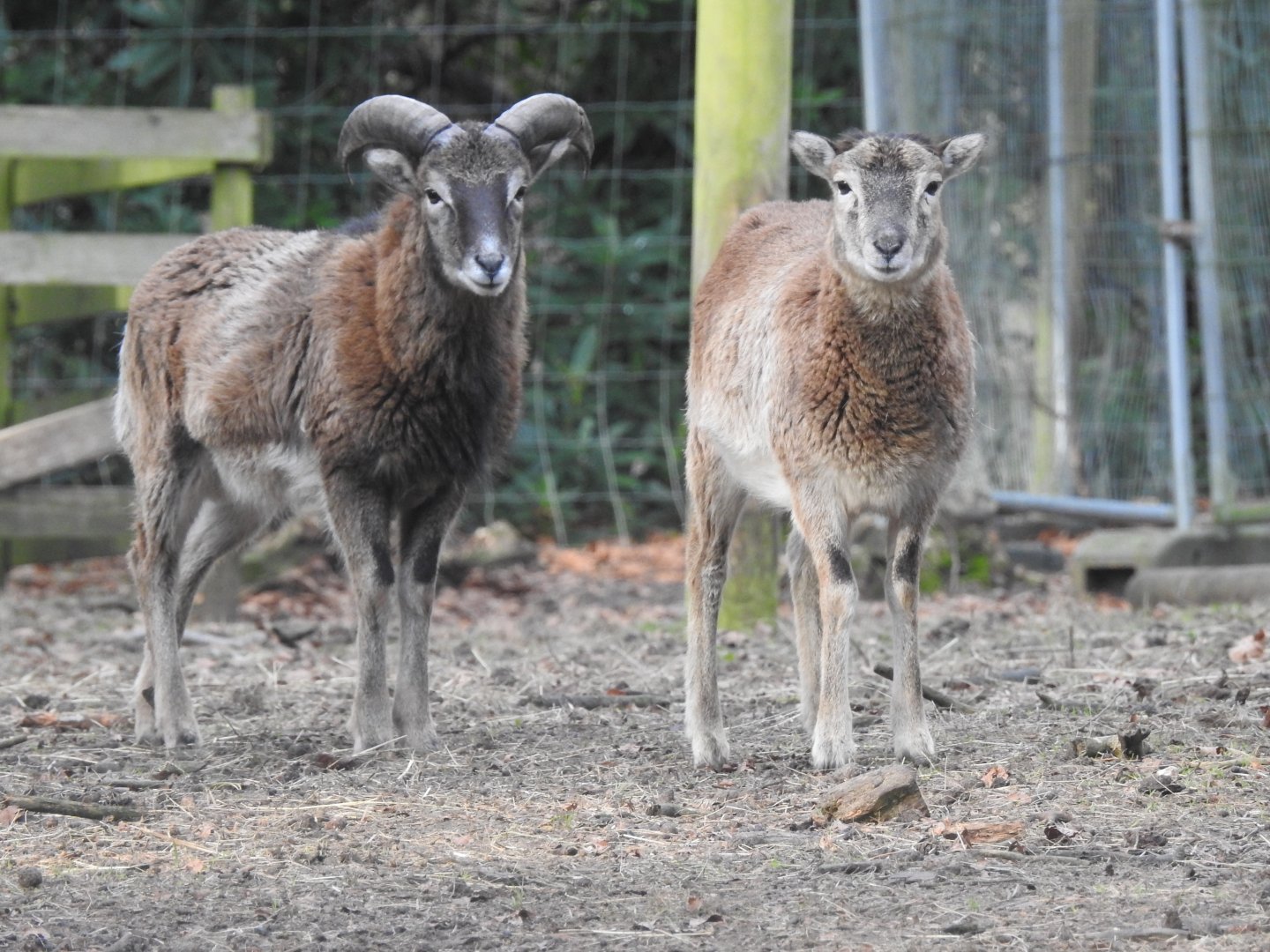 European Mouflon (Ovis aries musimon)