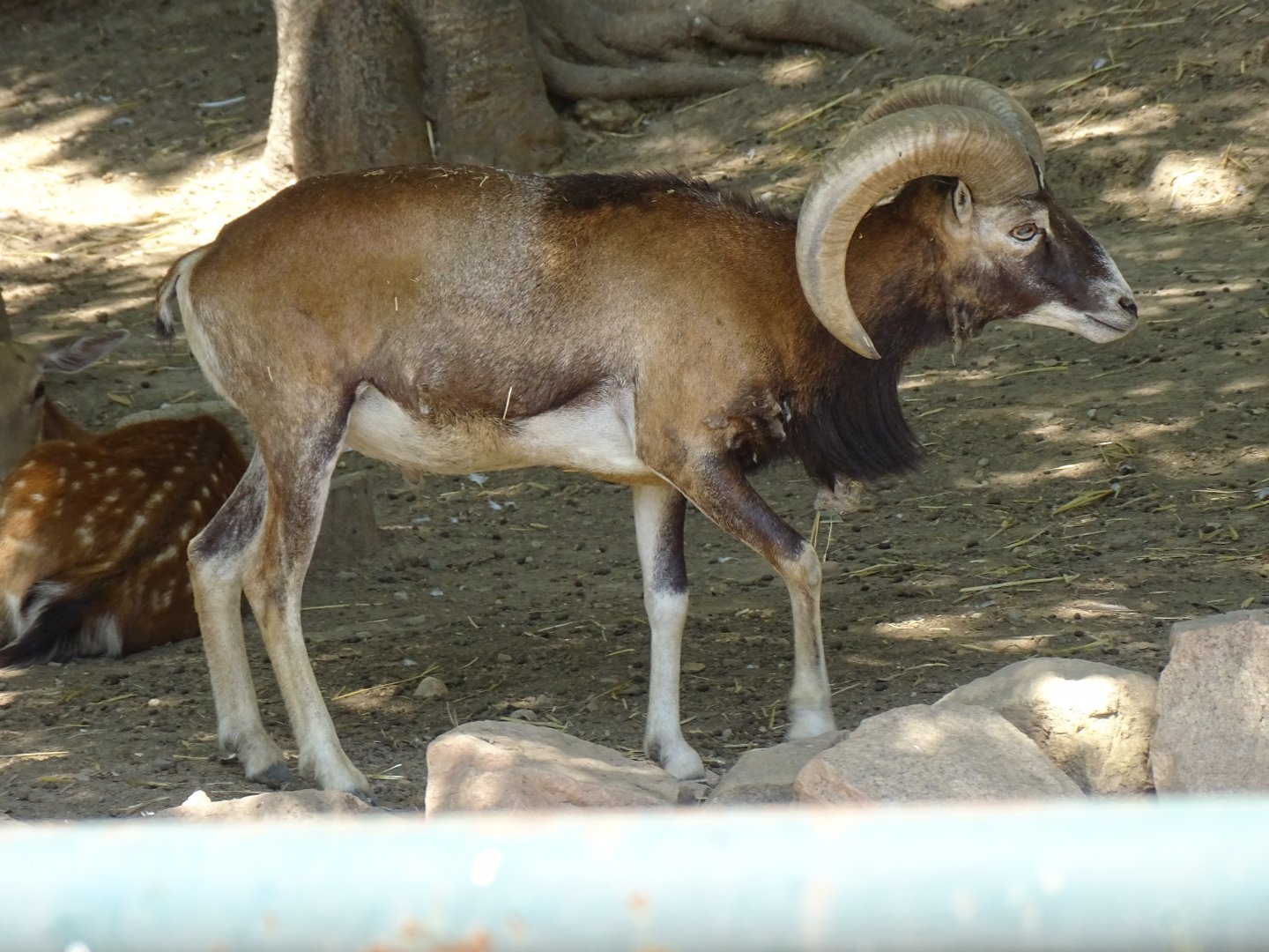 European mouflon (Ovis aries musimon)