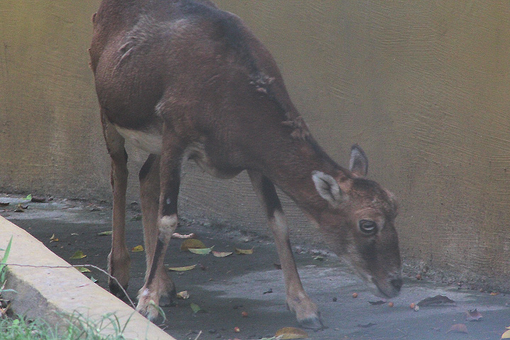 European mouflon (Ovis aries musimon)