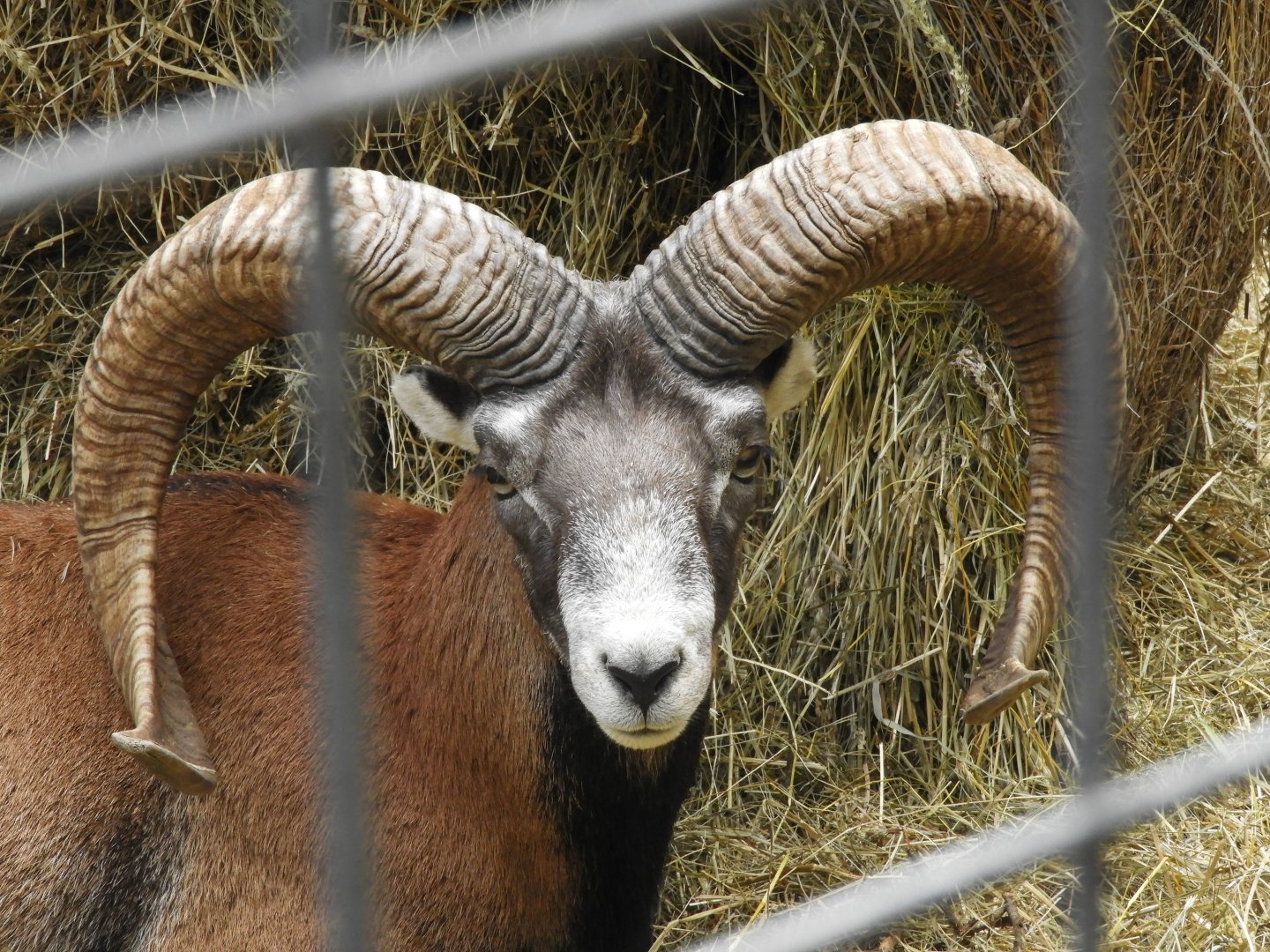 European Mouflon (Ovis gmelini musimon)