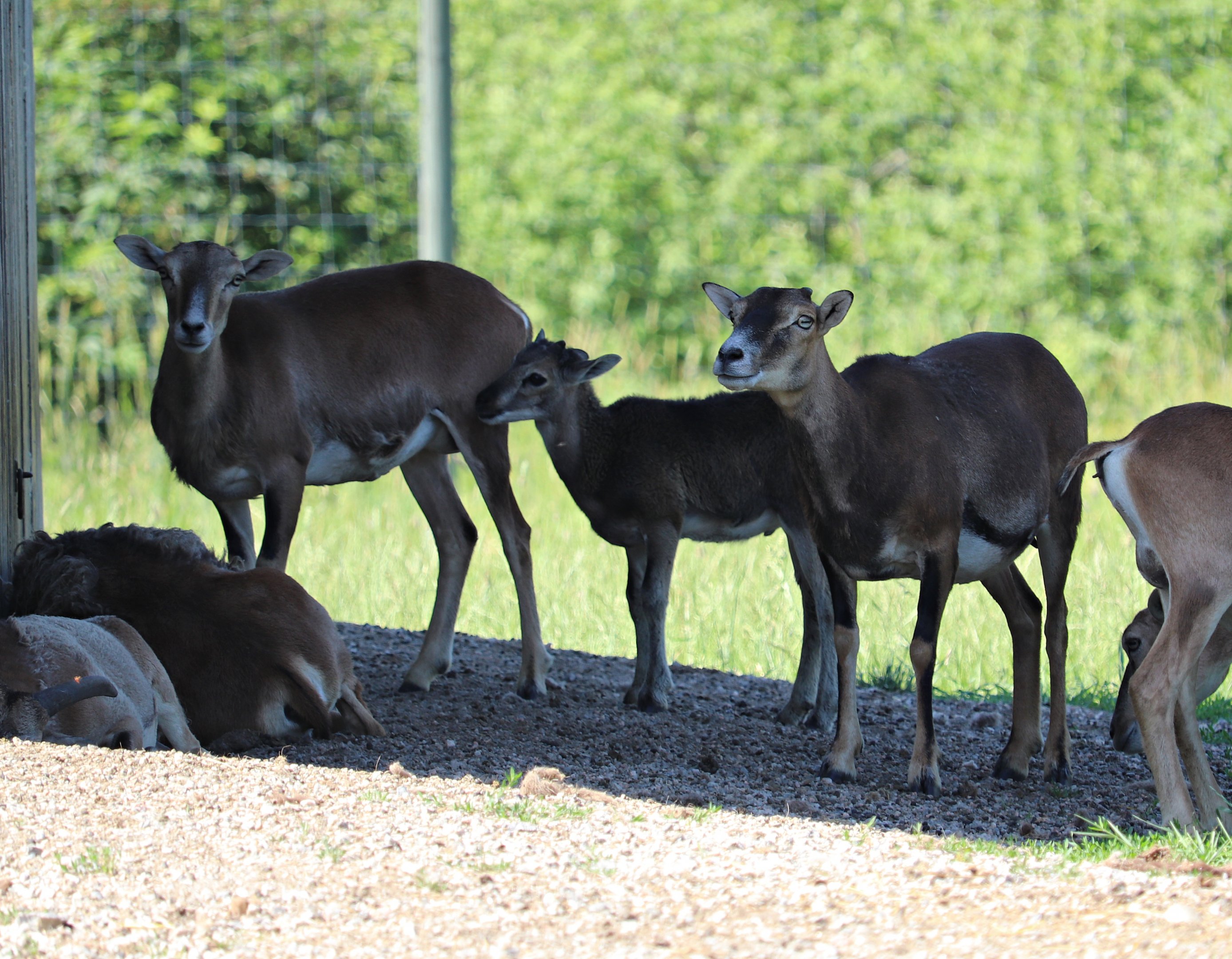 European mouflon (Ovis orientalis musimon)