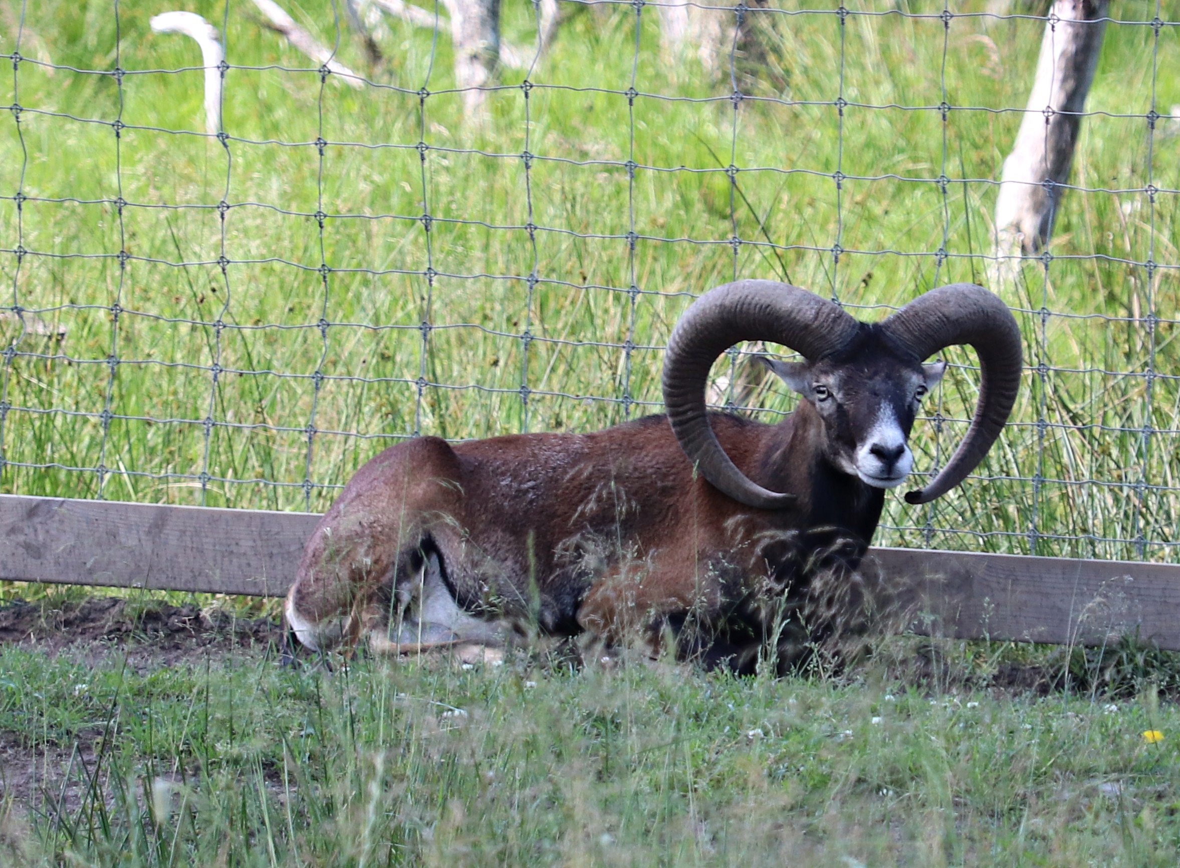 European mouflon (Ovis orientalis musimon)