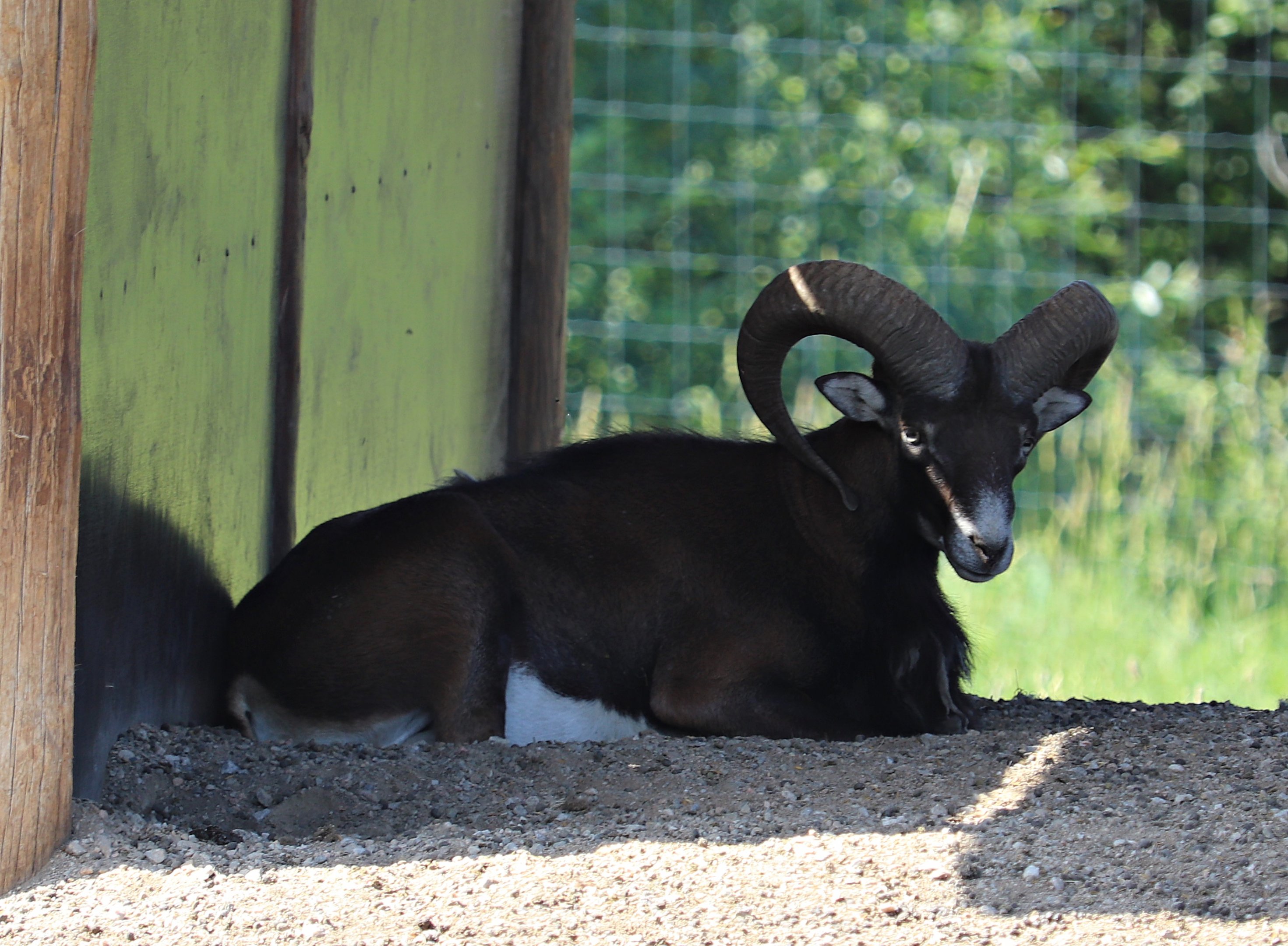 European mouflon (Ovis orientalis musimon)