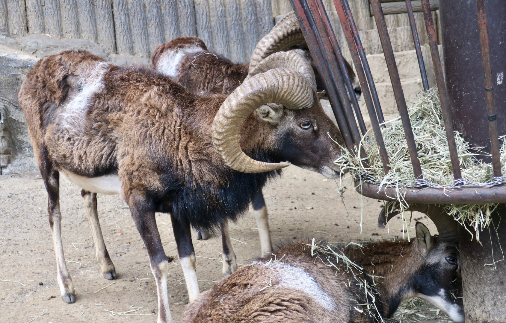 European Mouflon (Ovis orientalis musimon)