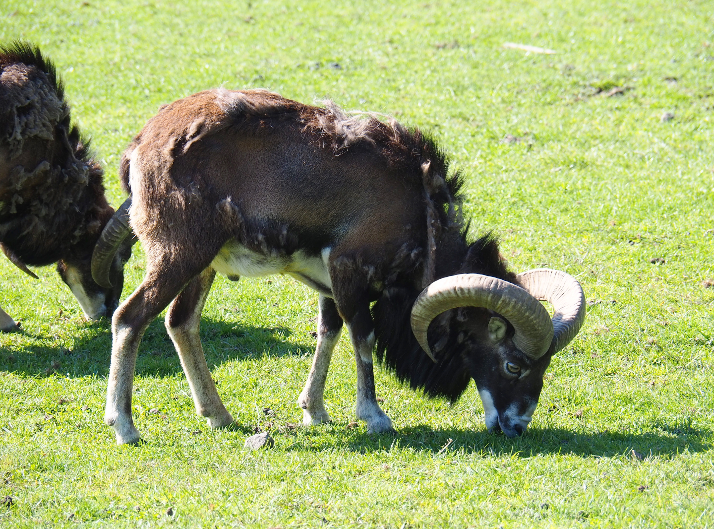 European mouflon ram (Ovis orientalis musimon), 2021-05-29