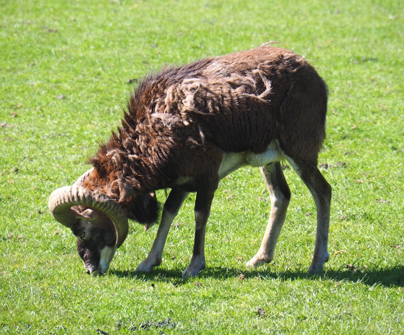 European mouflon ram (Ovis orientalis musimon), 2021-05-29