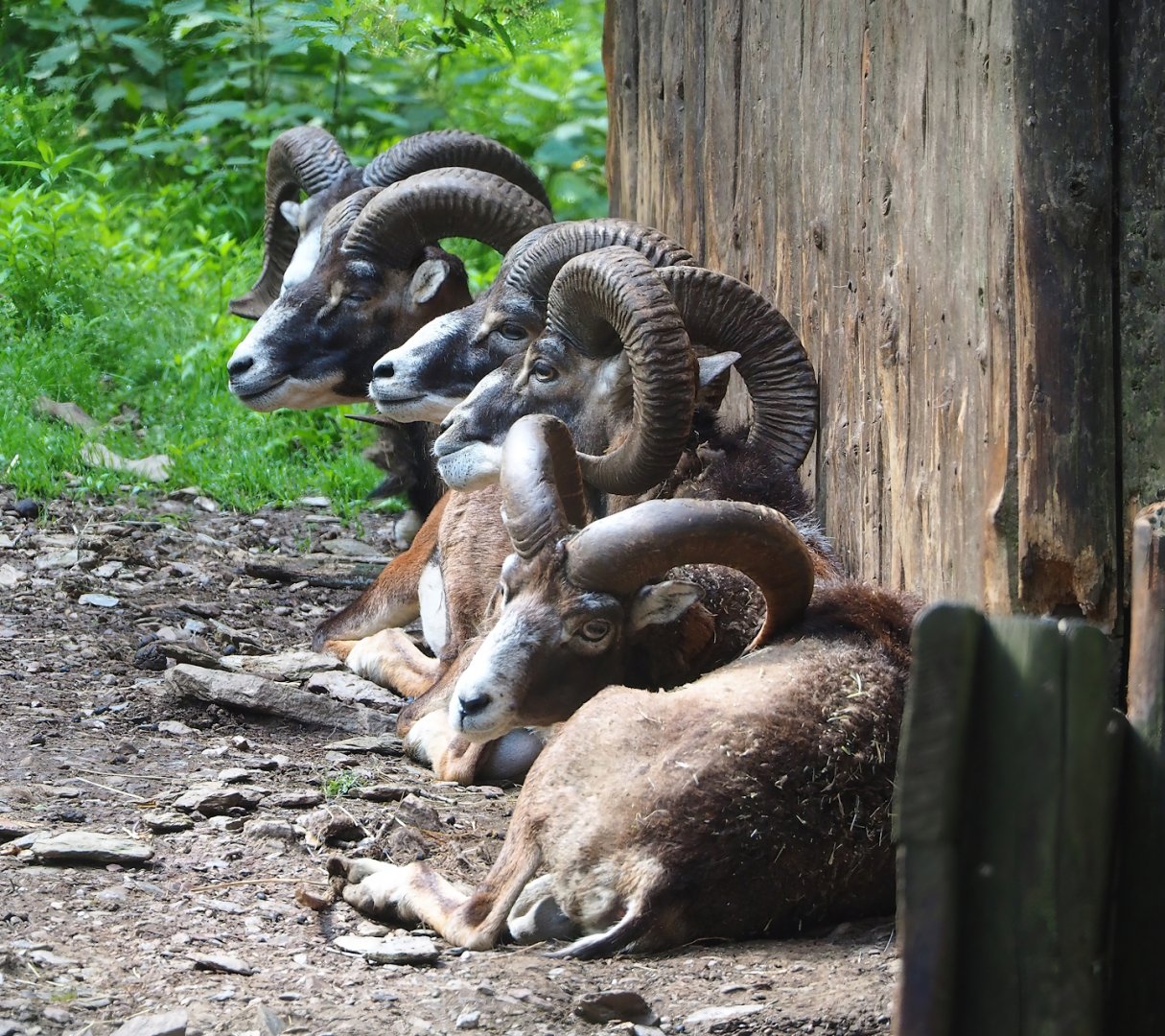 European mouflon rams (Ovis aries musimon),  2023-06-24