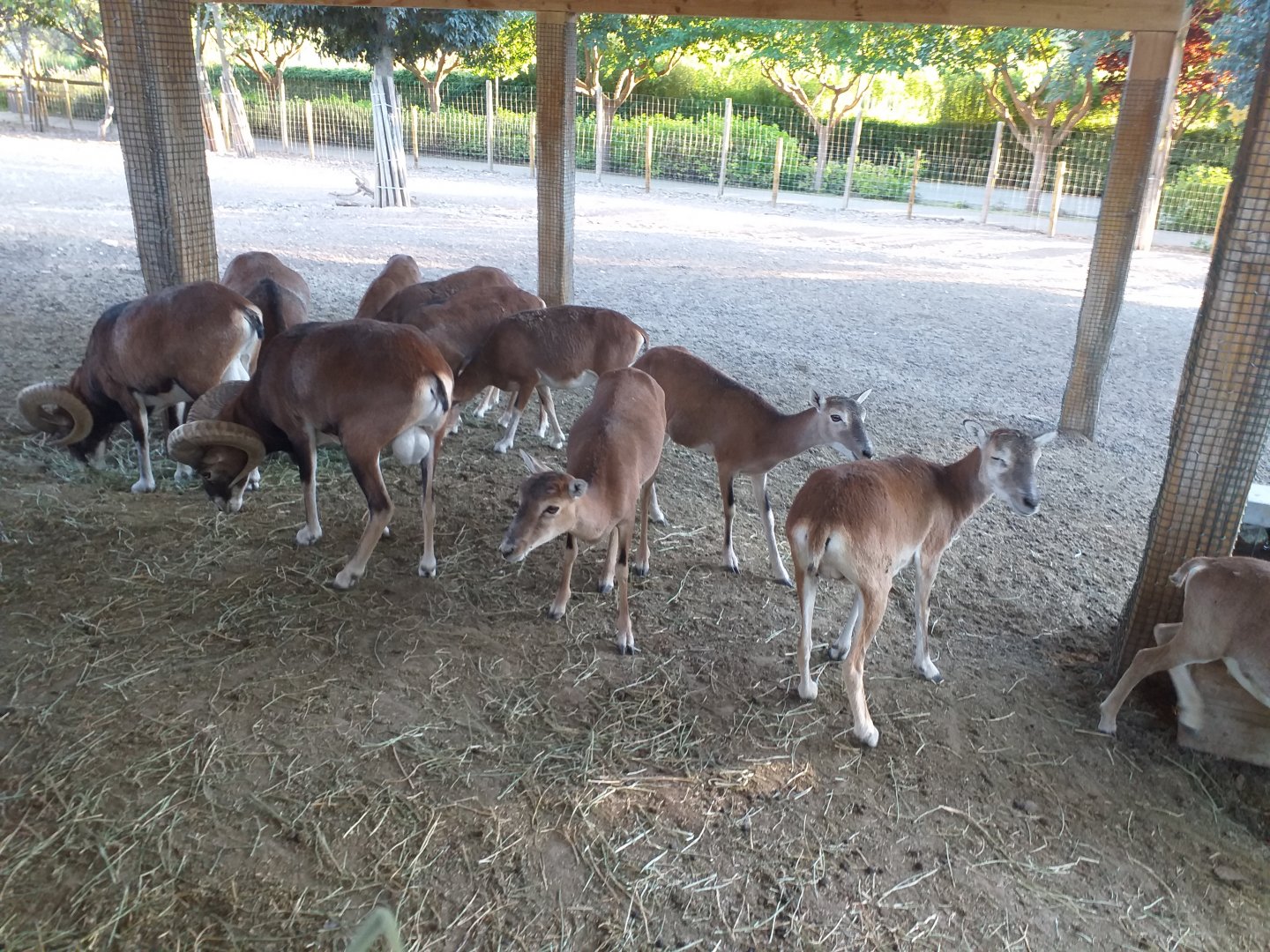 European mouflon -Sendaviva (2020)