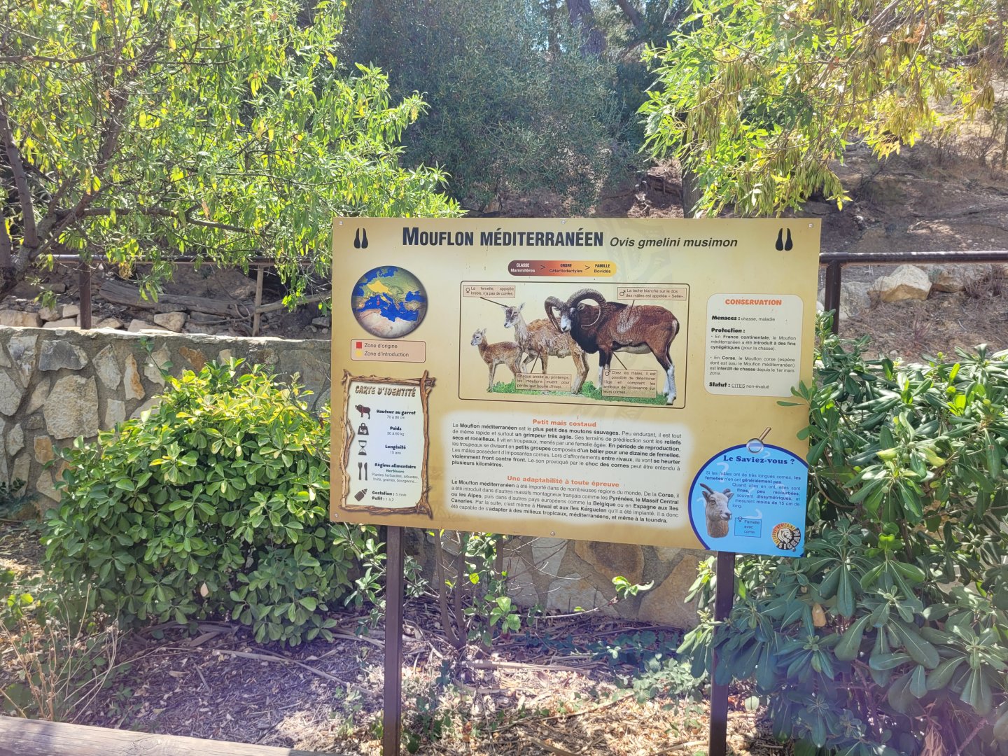 European mouflon sign -Réserve Africaine de Sigean (2022)