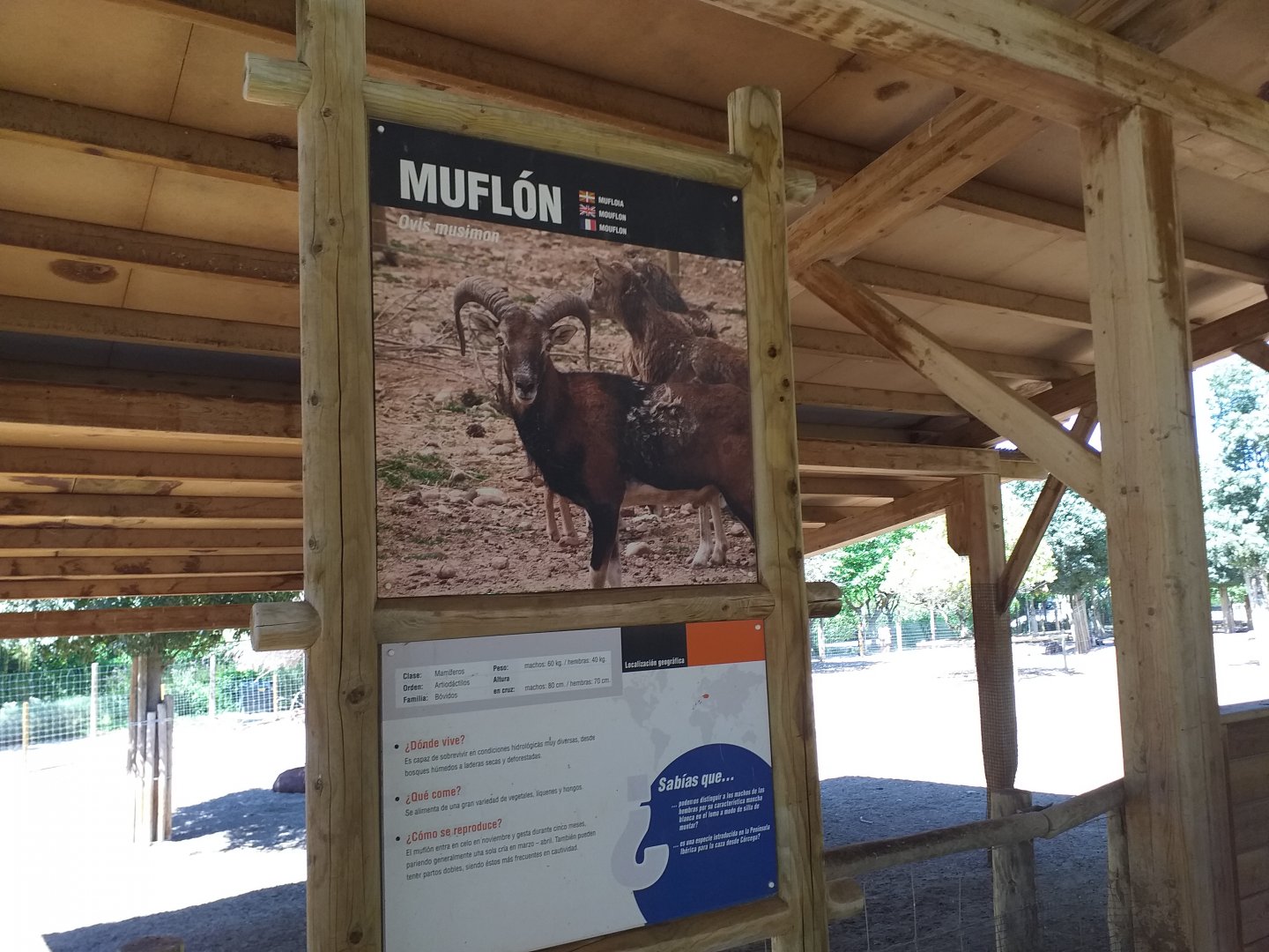 European mouflon sign -Sendaviva (2020)