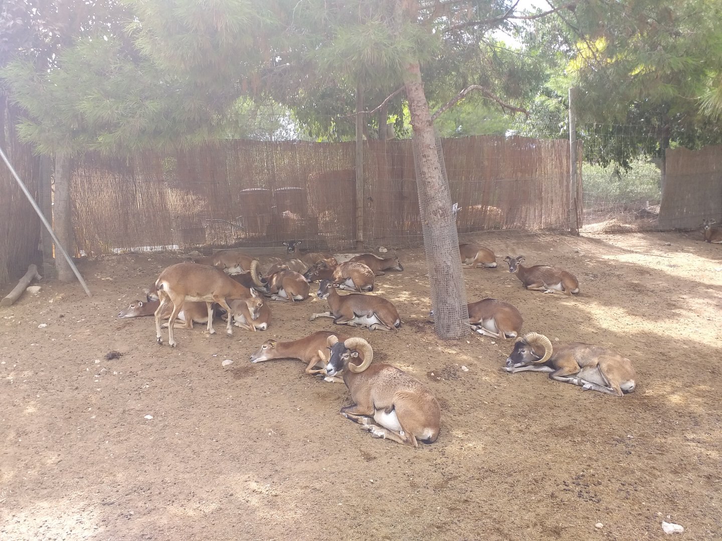 European mouflon -TerraNatura Benidorm (2021)