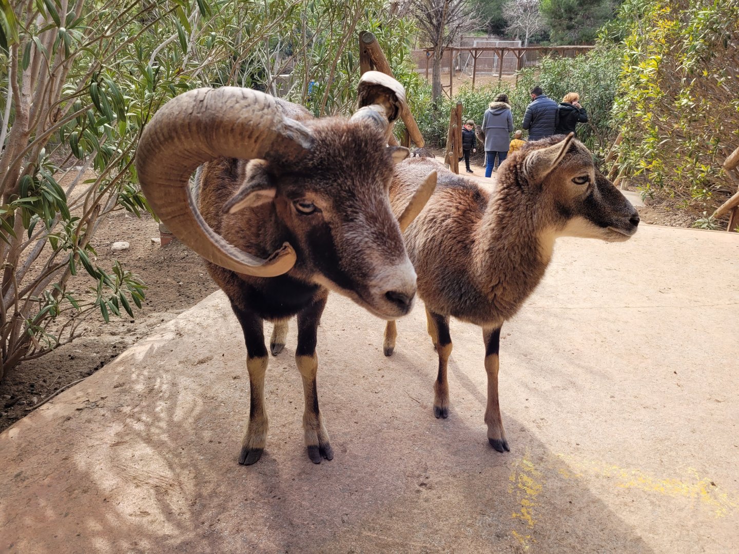 European mouflon -TerraNatura Benidorm (2022)