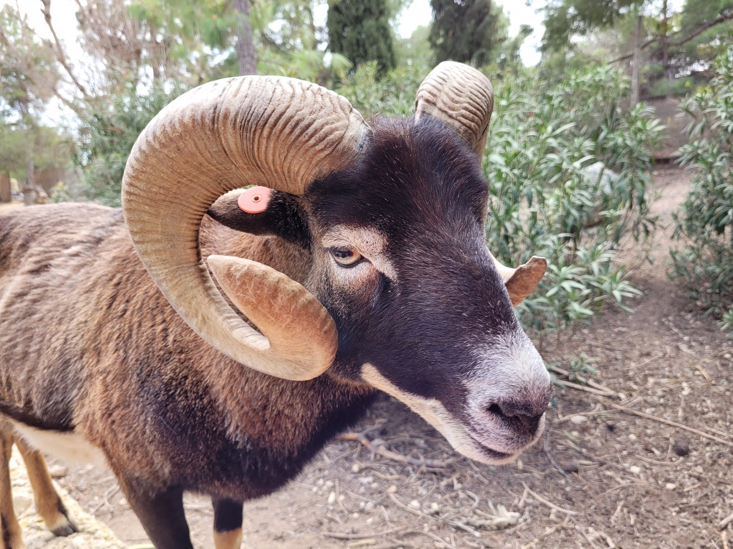 European mouflon -TerraNatura Benidorm (2022)