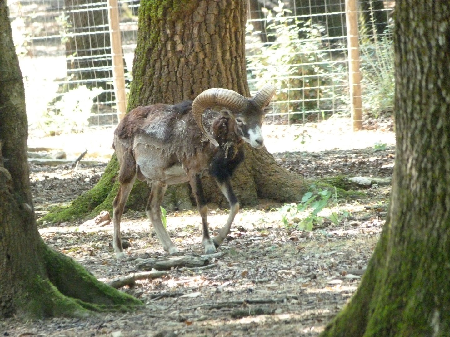 European mouflon -Zoodyssée (2025)