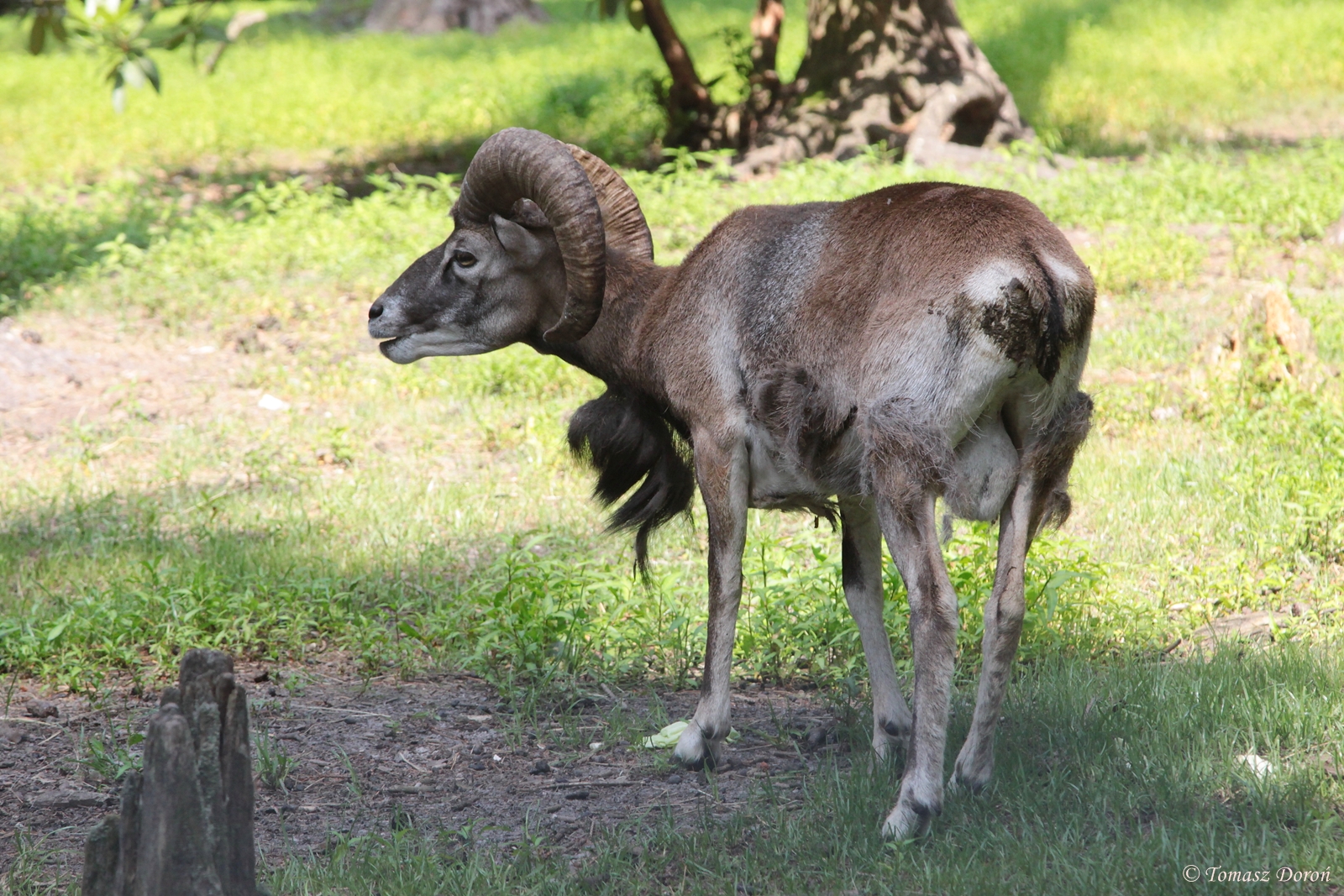 European Mouflon
