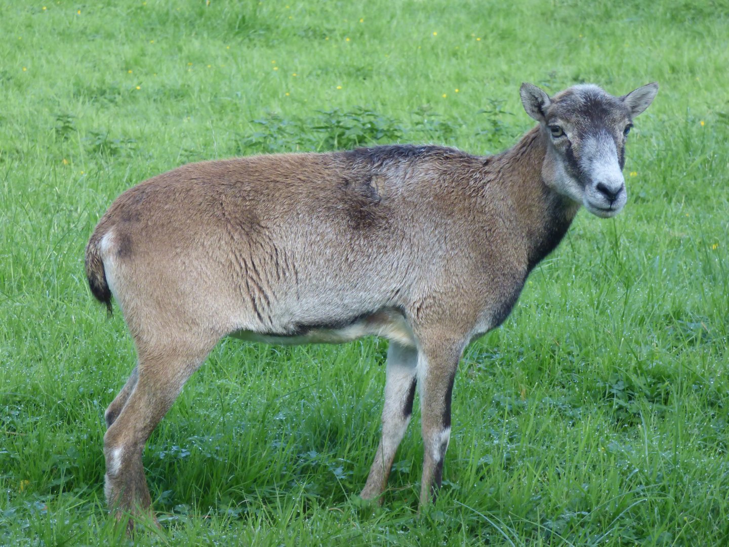 European Mouflon