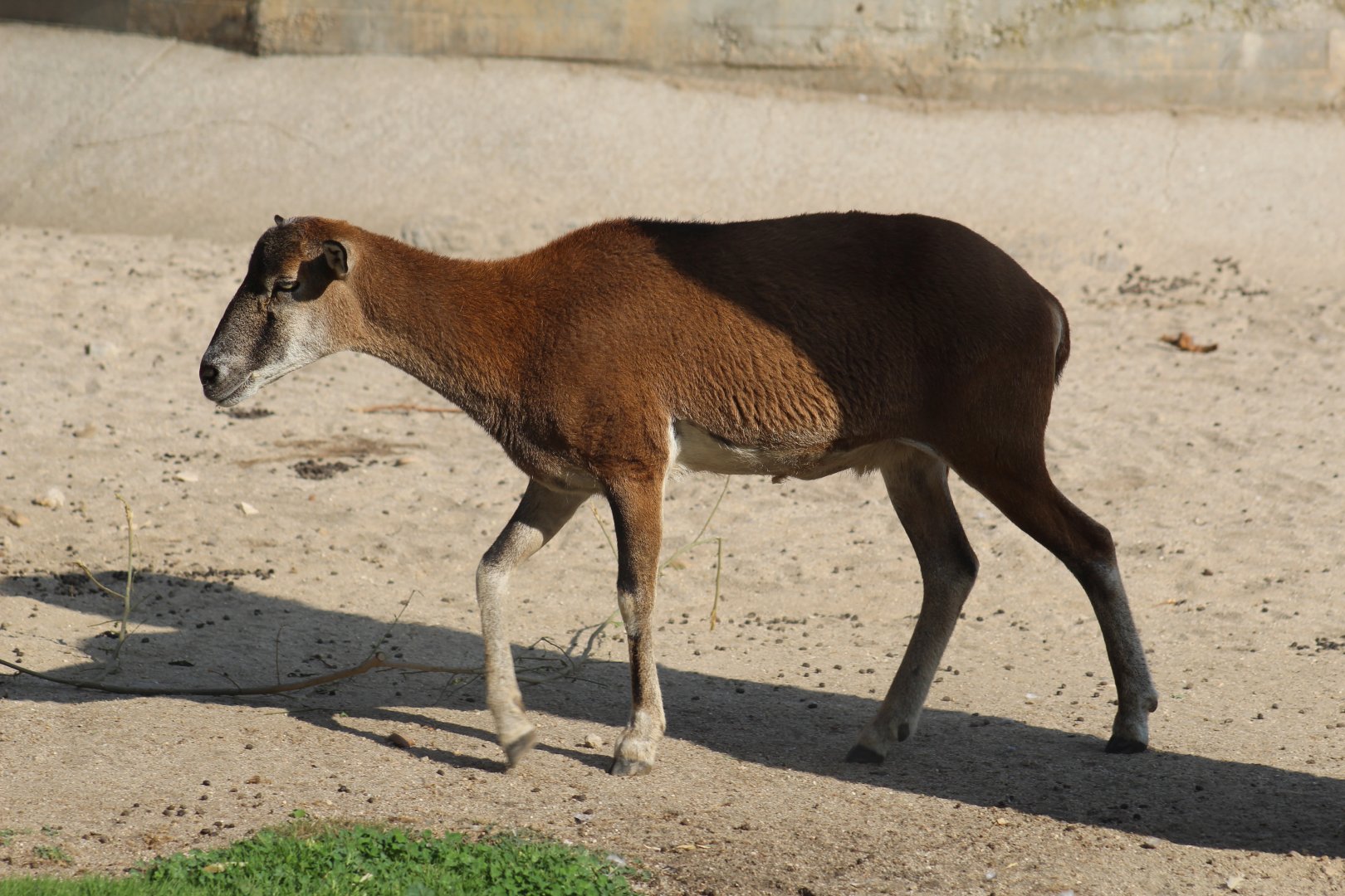 European Mouflon