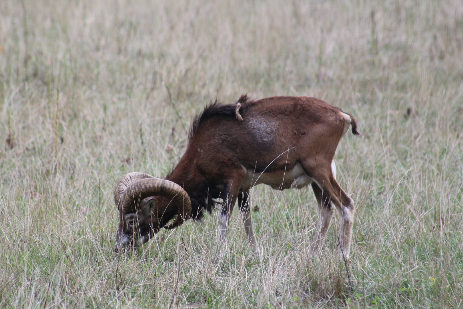 European Mouflon